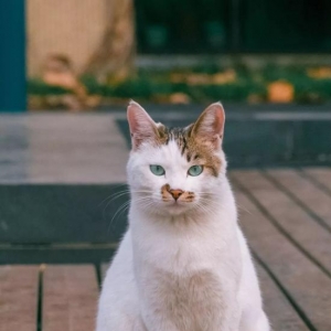 中国拍猫第一人 走遍全国拍了四万张流浪猫萌照