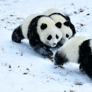 高铁直达的南国赏雪胜地神农架 绝美雪景不输东北