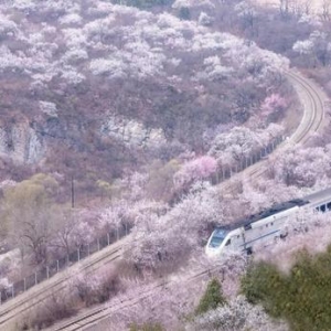 国内就有日本同款花海火车 将迎来最美春天