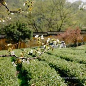 像泡咖啡馆那样泡茶馆