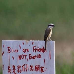 年轻人的义工旅行 是一厢情愿还是责任之旅？